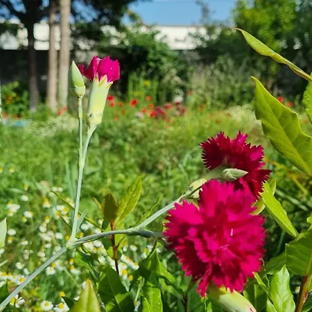 Matt House 2 Bedroom 2 Bathroom Beachside Apartment