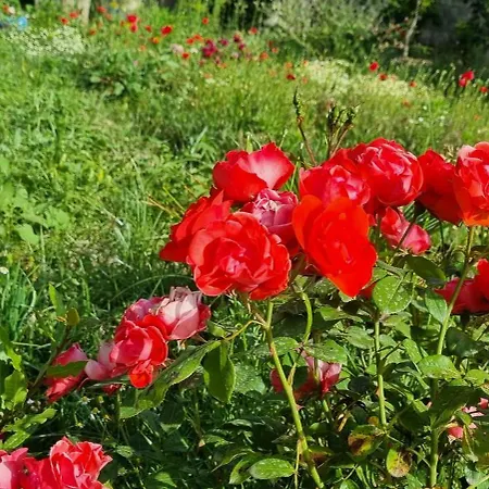 Matt House 2 Bedroom 2 Bathroom Beachside 公寓 *